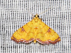 Isocentris charopalis