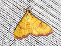 Isocentris charopalis