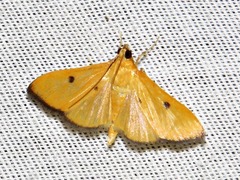 Phostria bistigmalis