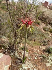 Hippeastrum cybister