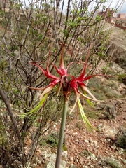 Hippeastrum cybister