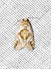 Deltote johnjoannoui