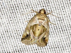 Deltote johnjoannoui