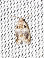 Protarache melaphora