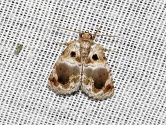 Protarache melaphora
