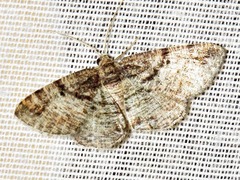 Cabera elatina