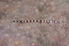 Proceraea