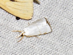 Pseudocatharylla xymena