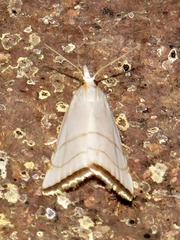 Pseudocatharylla xymena