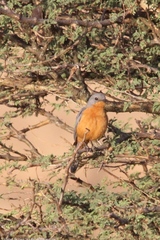 Melaenornis semipartitus