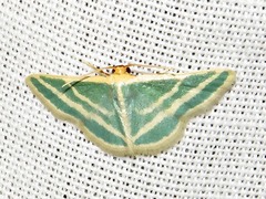 Mixocera frustratoria