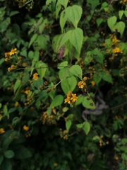 Hymenostephium cordatum