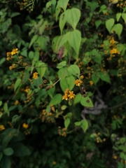 Hymenostephium cordatum