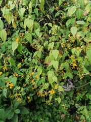 Hymenostephium cordatum