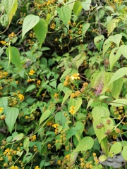 Hymenostephium cordatum