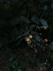 Allosidastrum pyramidatum