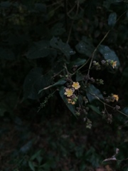Allosidastrum pyramidatum