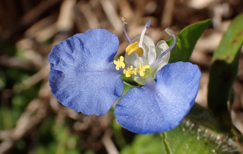 Commelina erecta
