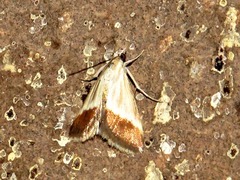 Tegostoma bipartalis