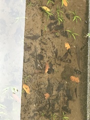 Channa striata