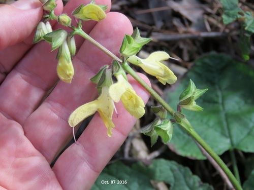 Korean Viper Sage (Salvia chanryoenica)