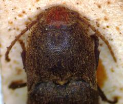 Physorhinus frontalis