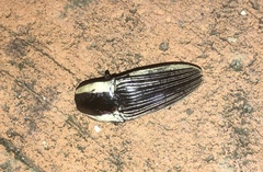 Chalcolepidius limbatus