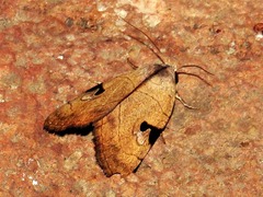 Oglasa nana