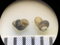 Pyrgulopsis marcida