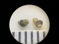 Pyrgulopsis marcida
