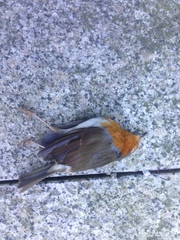 Erithacus rubecula