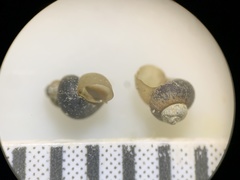 Pyrgulopsis marcida