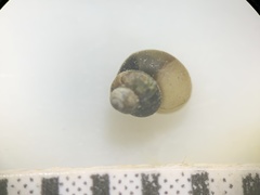 Pyrgulopsis marcida