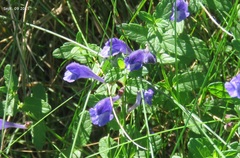Scutellaria strigillosa