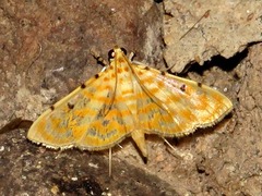 Notarcha quaternalis