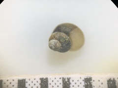 Pyrgulopsis marcida