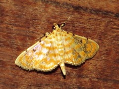 Notarcha quaternalis