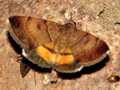 Plecopterodes moderata