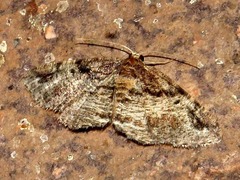 Cabera elatina