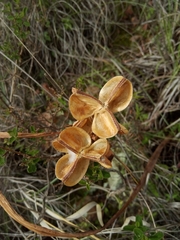 Hippeastrum cybister