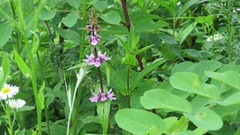 Stachys riederi