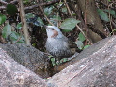 Hypsipetes amaurotis