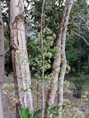Critoniinae