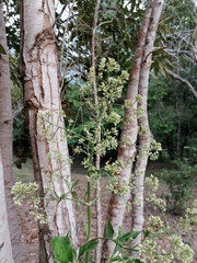 Critoniinae