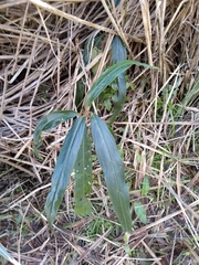 Ardisia crispa