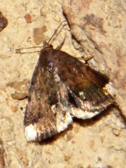 Eublemma apicata