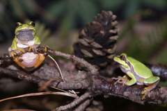 Hyla andersonii