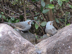 Hypsipetes amaurotis