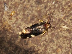 Acontia imitatrix
