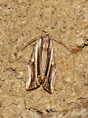 Anedhella rectiradiata